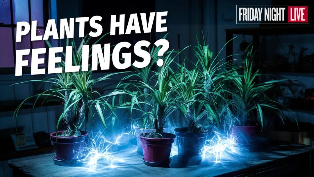 Plants Have Feelings Too Do They Feel Pain, Stress, or Any Sensations