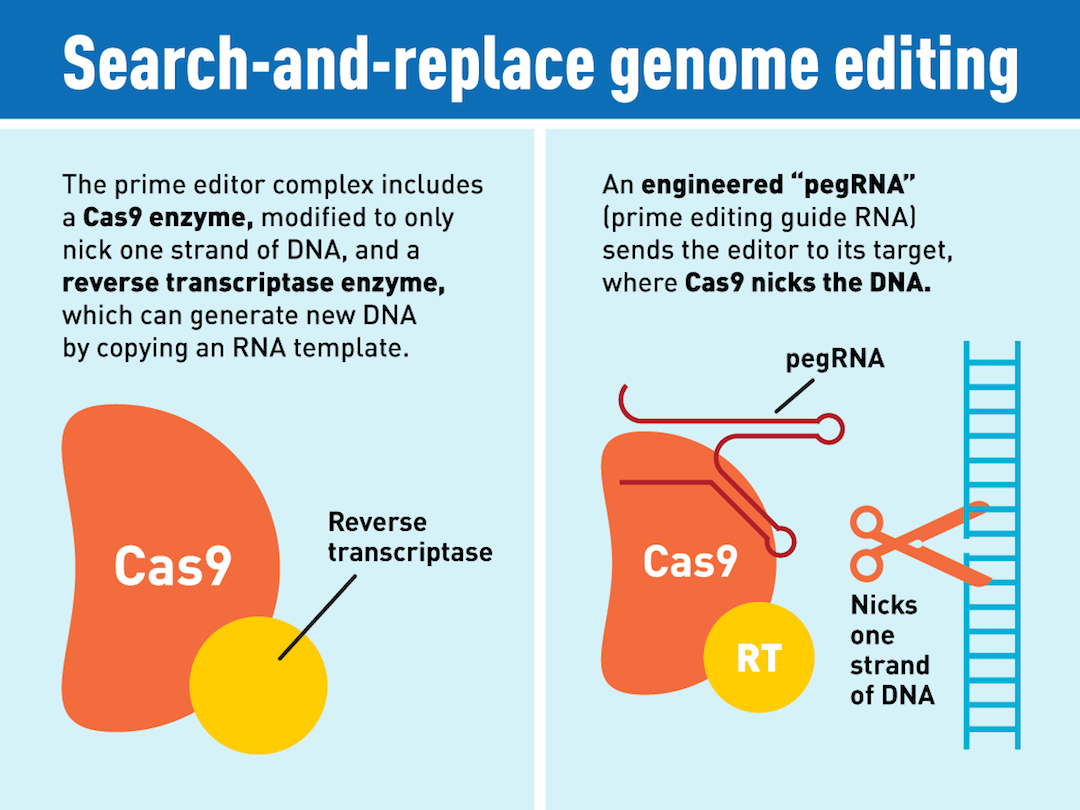Rewriting the Code of Life: Prime Editing’s Breakthrough Approach