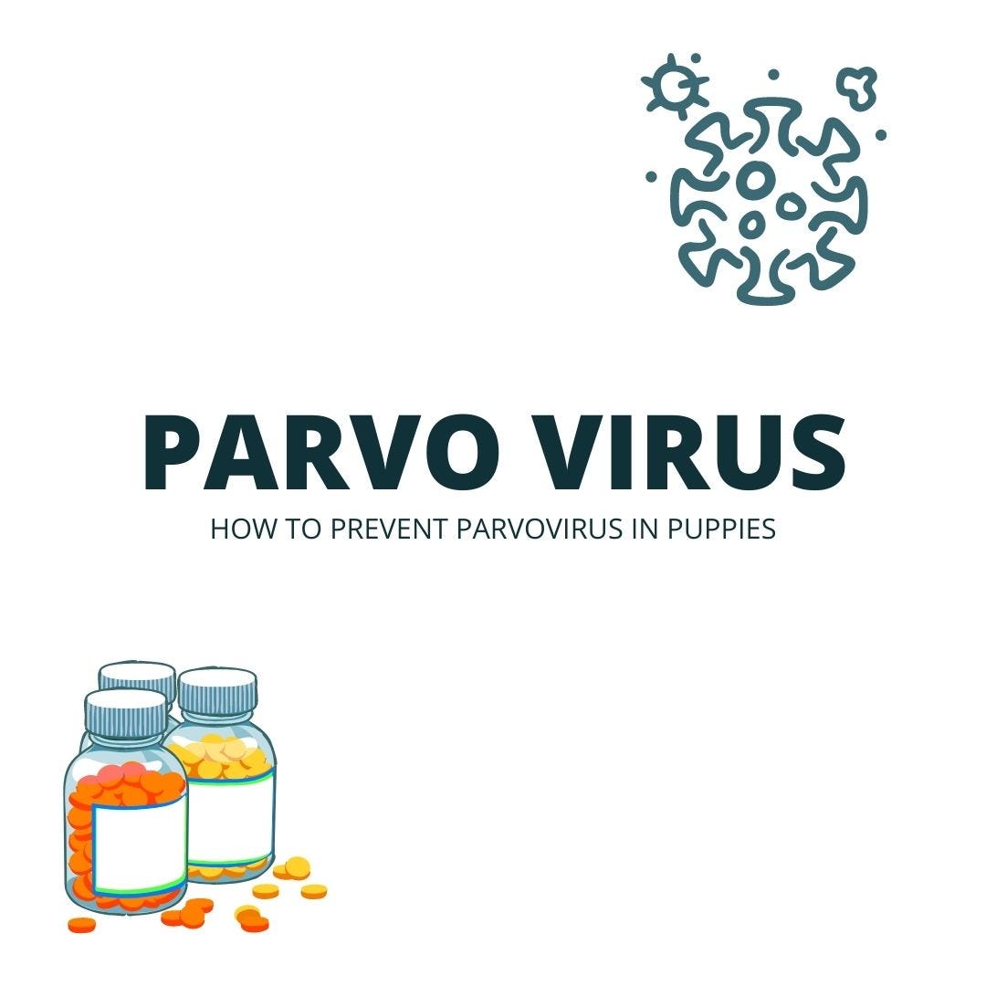 Things I learned after losing a pet to Parvo virus