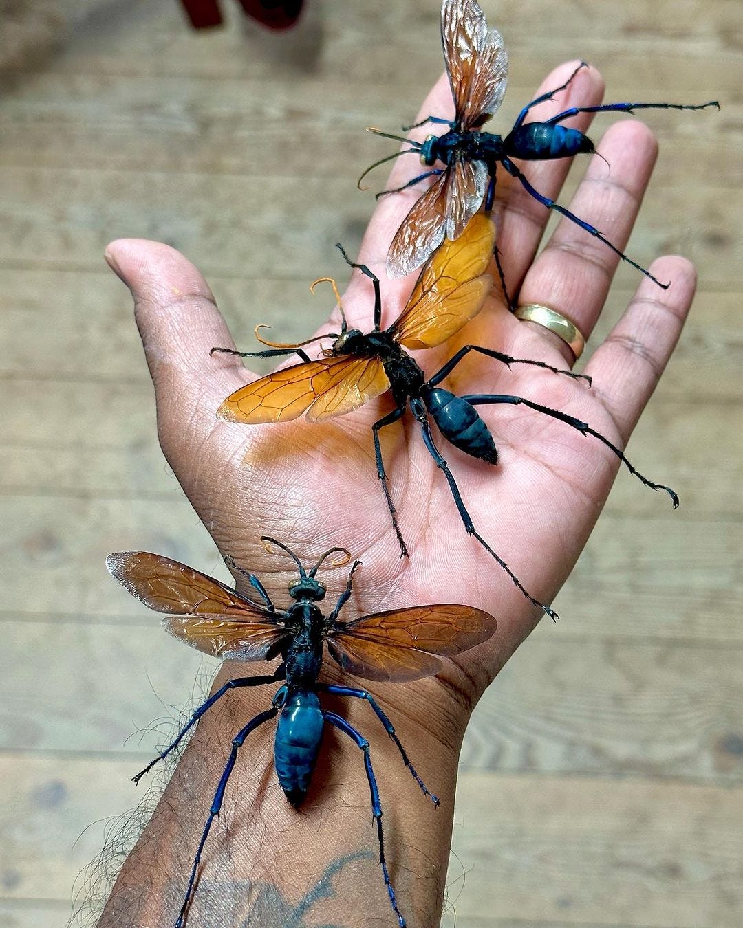 Tarantula Hawk Sting Human