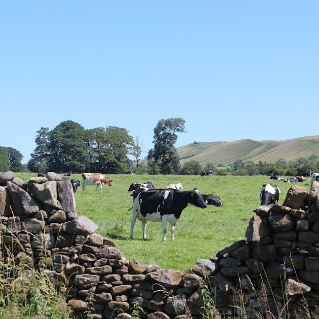 Hiking Pendle Hill from Clitheroe: A Scenic 12-Mile Adventure in Lancashire