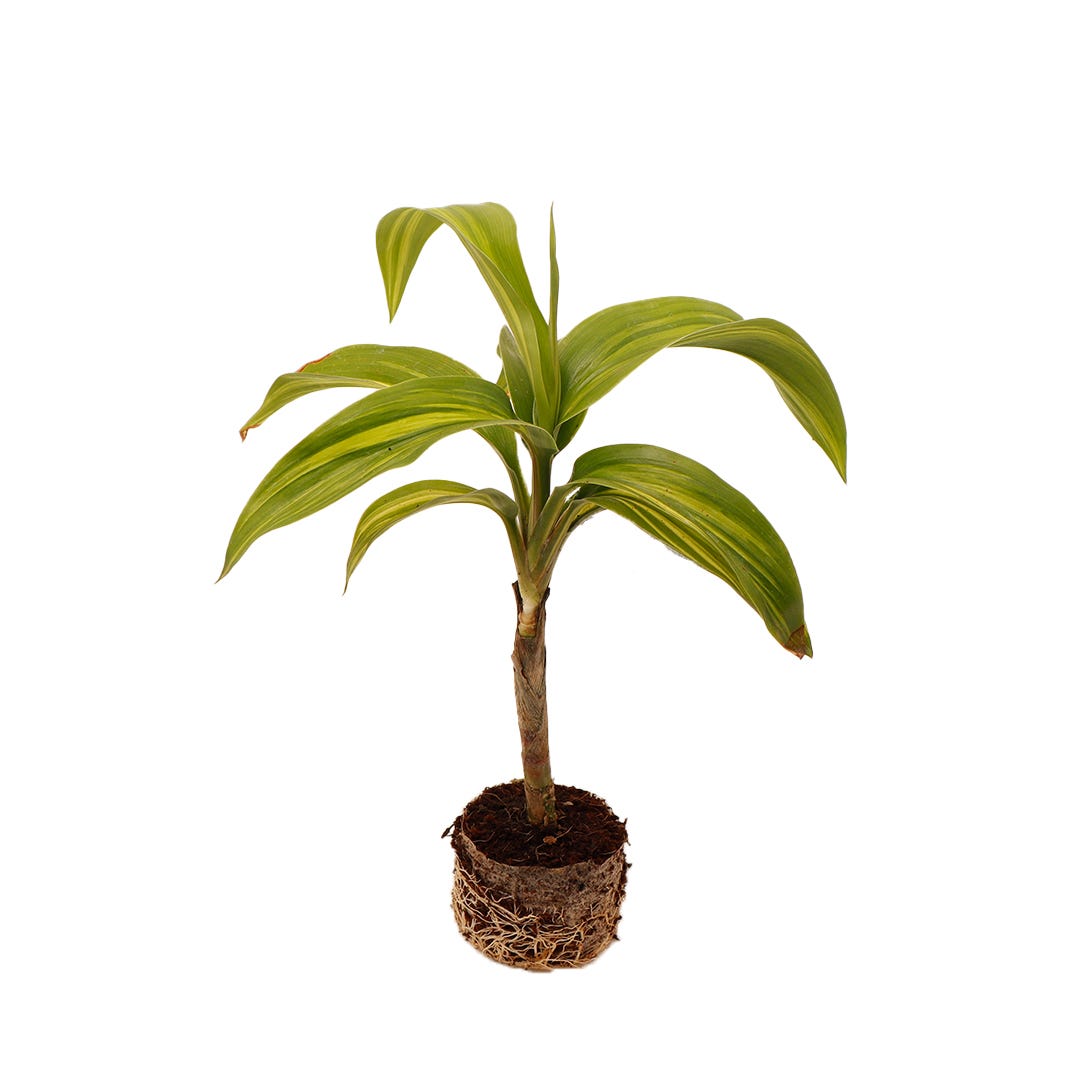 dracaena-reflexa-santhionline-medium