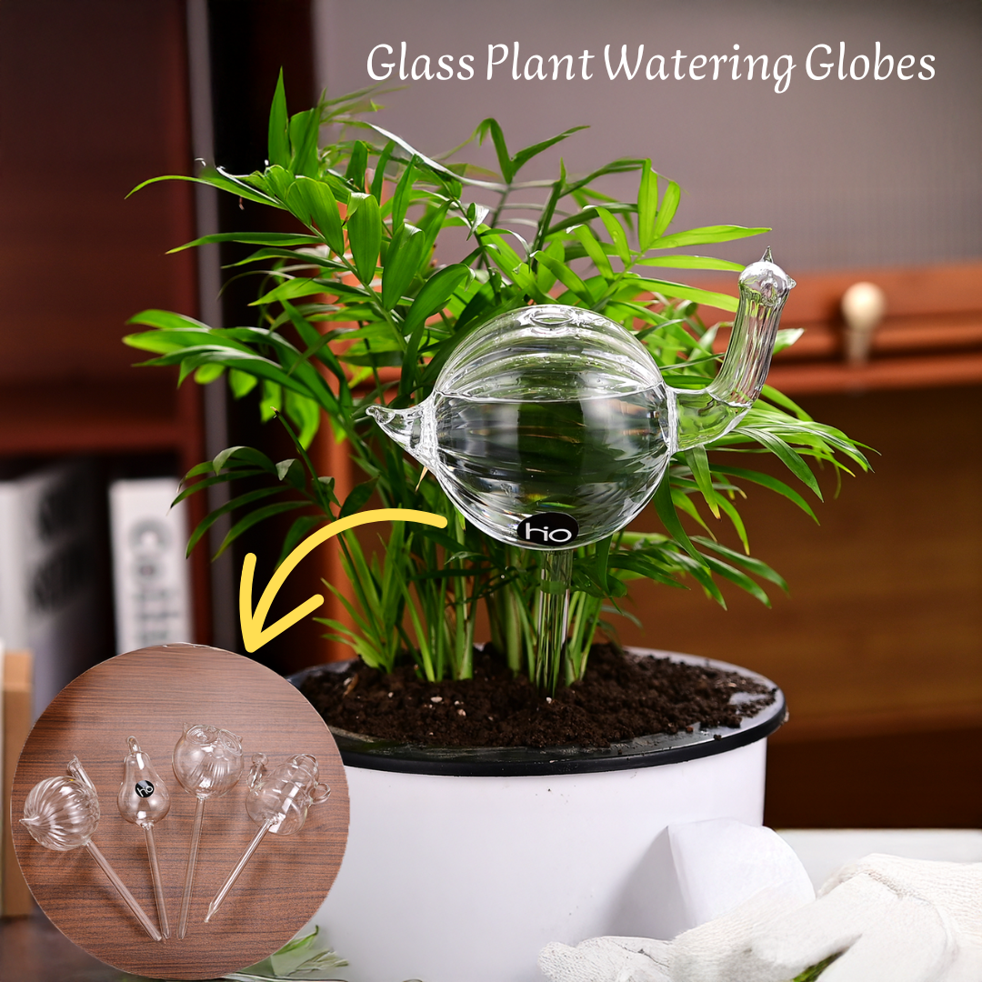 Arrosoirs en verre pour plantes