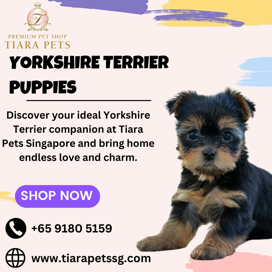 Tiara Pets Singapore Assists You with the Charm of Yorkshire Terrier ...