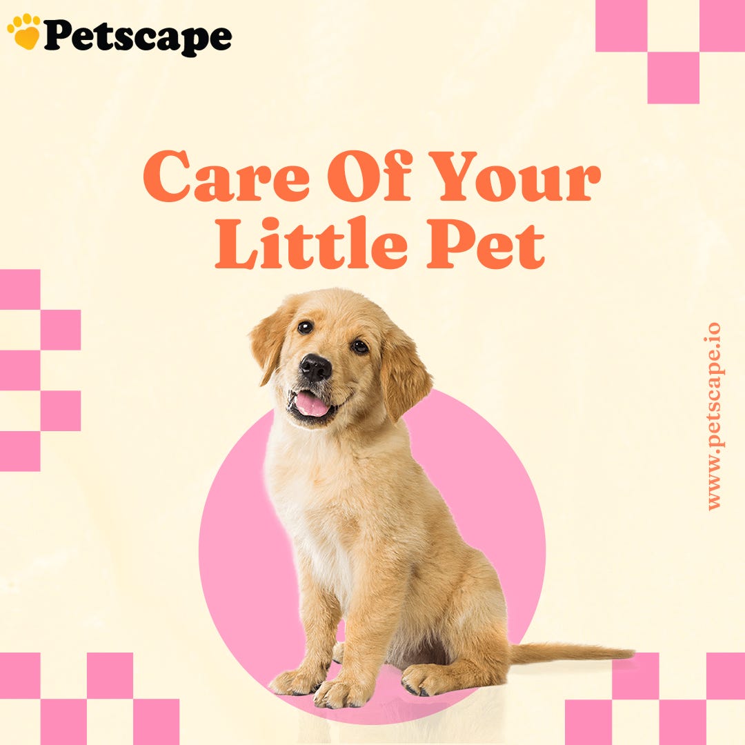 s🐶 We Care Of Your Little Pet 🐶 Petscape Medium
