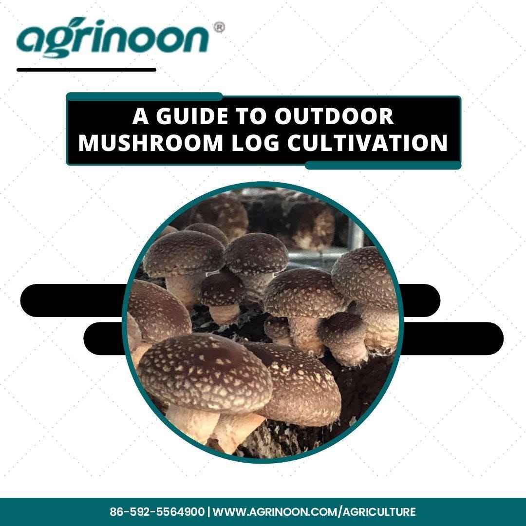 Important Factors to note while Growing Shiitake Mushrooms on Logs by