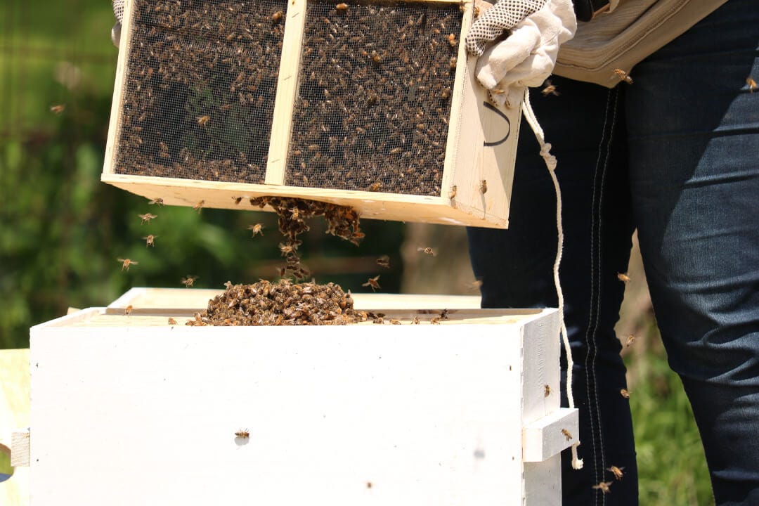 How to Install a Bee Package for Your Beehive - I Love Beekeeping - Medium