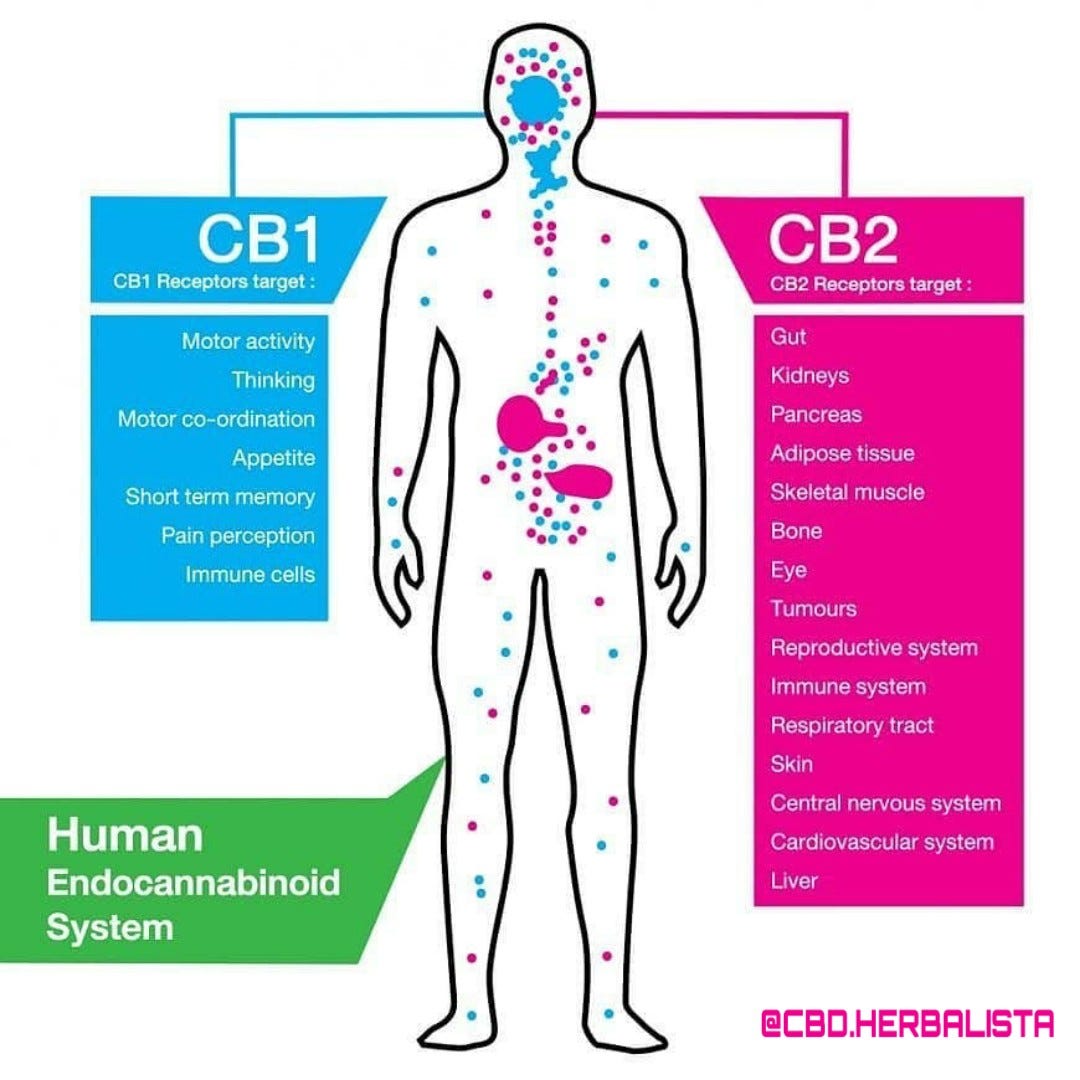 O que é o sistema endocanabinoide e qual é o seu papel? - Dor Crônica - O  Blog