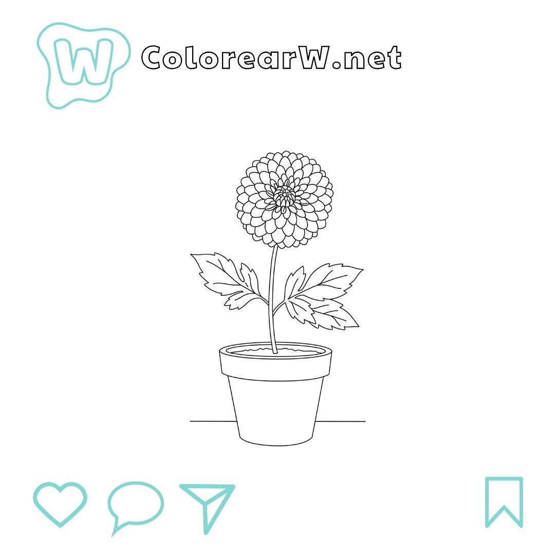 Flor de Dalia para colorear