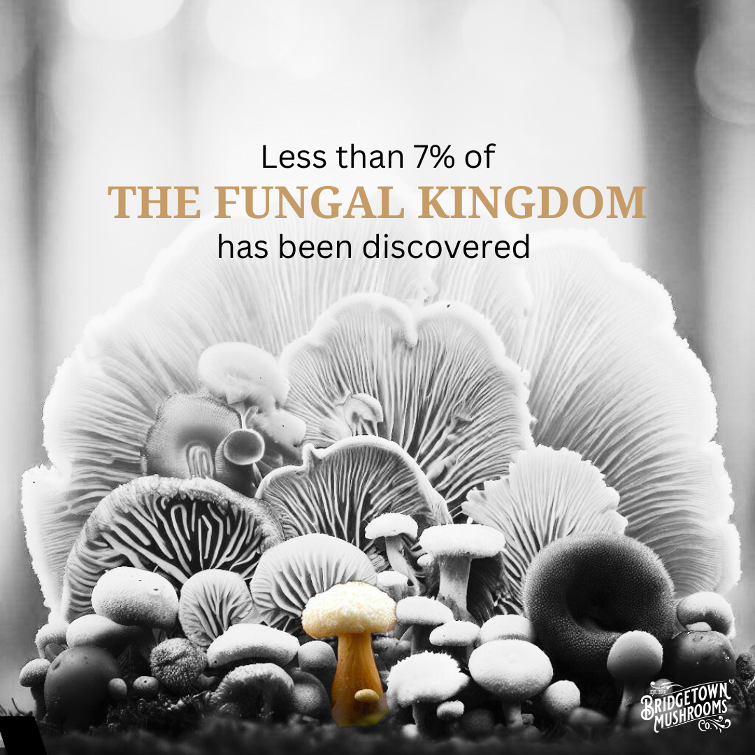 Unveiling the Hidden Kingdom Mushroom Mysteries By Bridgetown Unveiling the Hidden Kingdom Mushroom Mysteries By Bridgetown