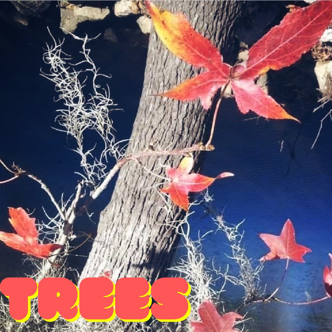 Trees A Rhyming Poem. This story will portray a rhyming poem… by