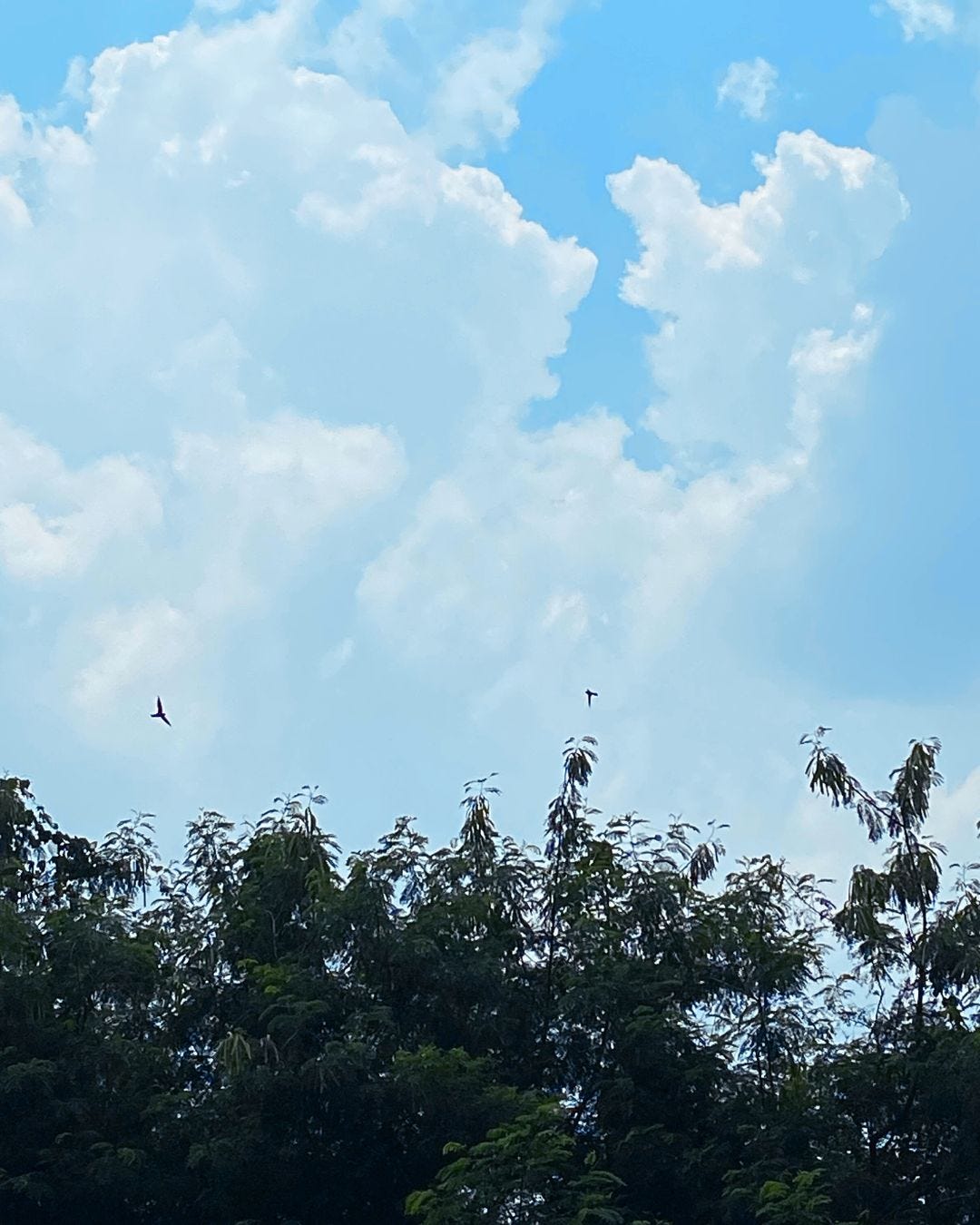 Burung-Burung Kemana Ya?