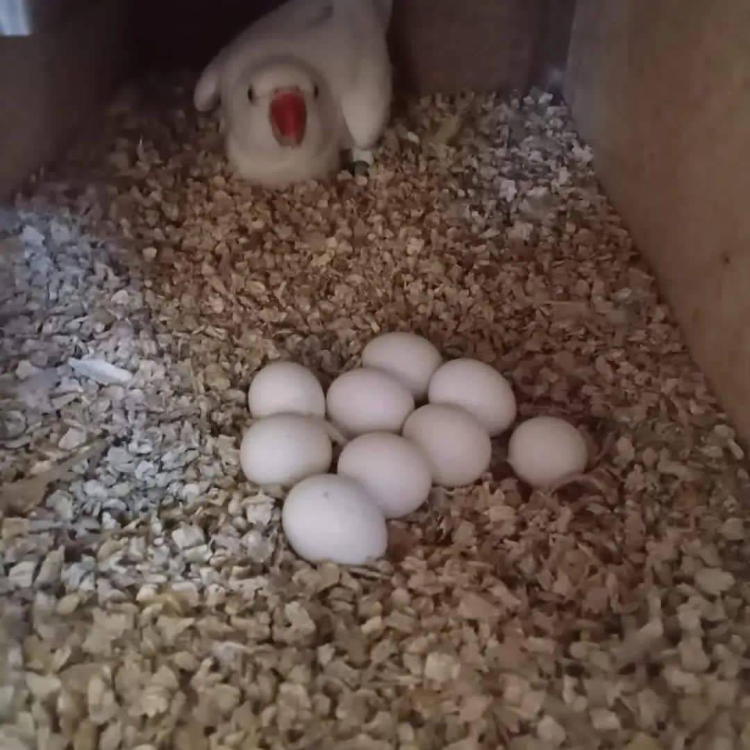 Fertile Parrot Eggs for Sale