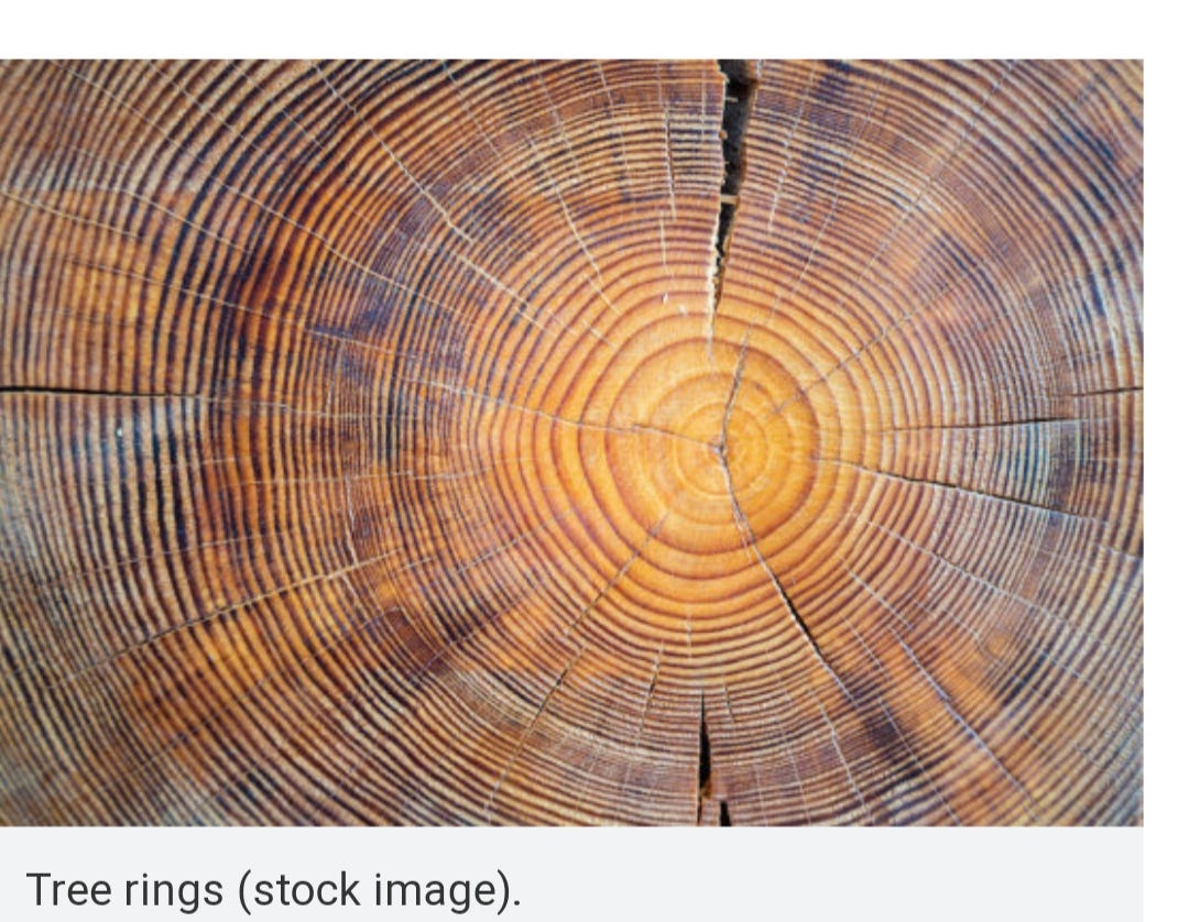 Tree Rings May Hold Clues To Impact Of Distant Supernovas On Eath ...