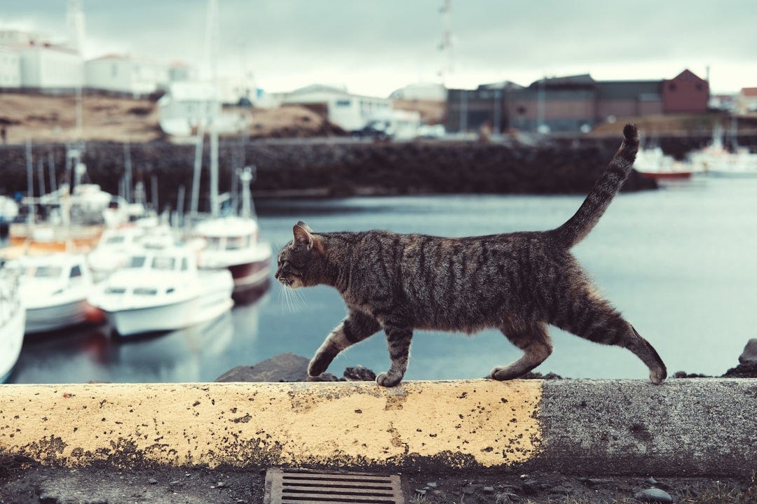 Cats at Sea: The Feline Sailors Who Guided, Guarded, and Inspired Generations of Seafarers