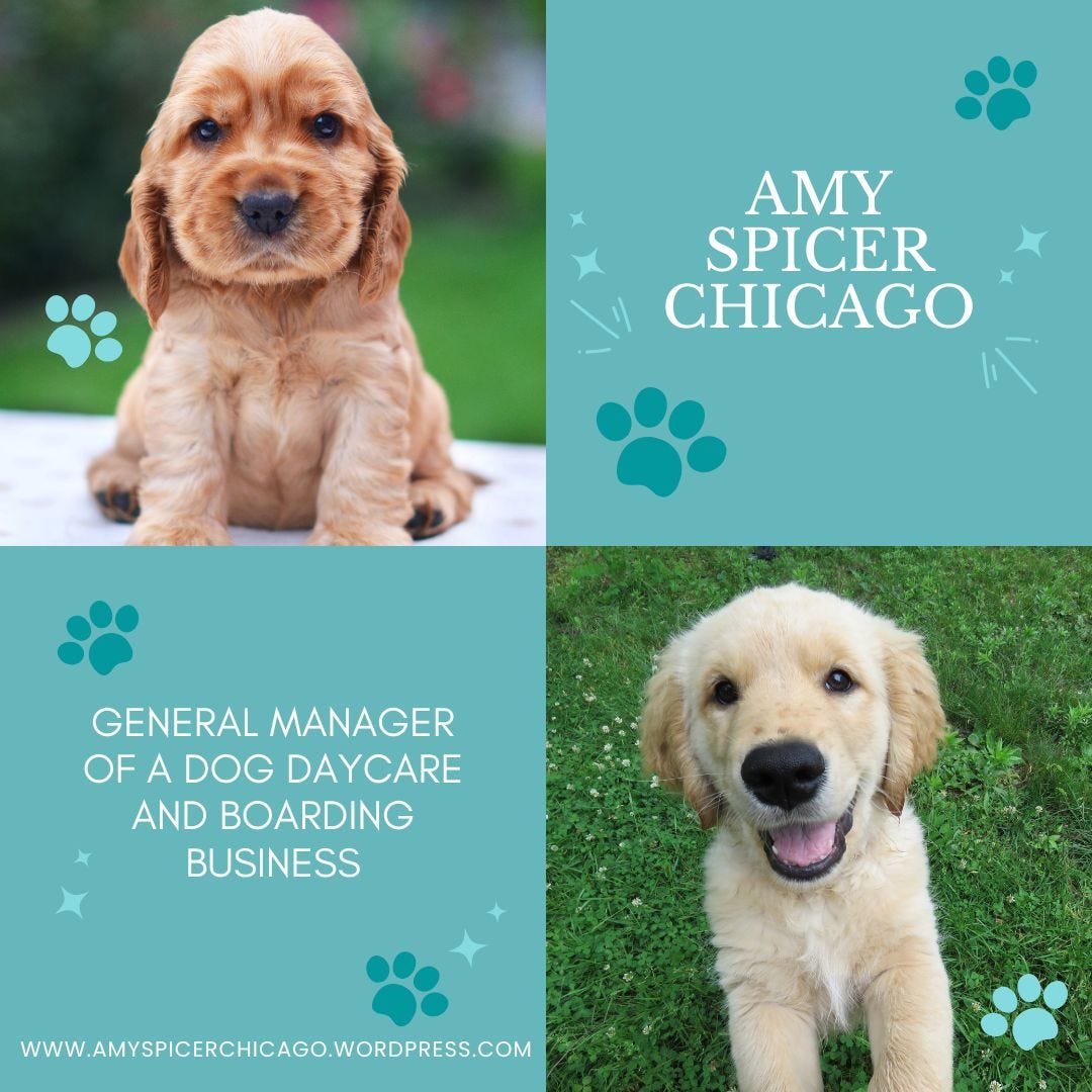 Why Amy Spicer Chicago Stands Out in the Pet Boarding Industry