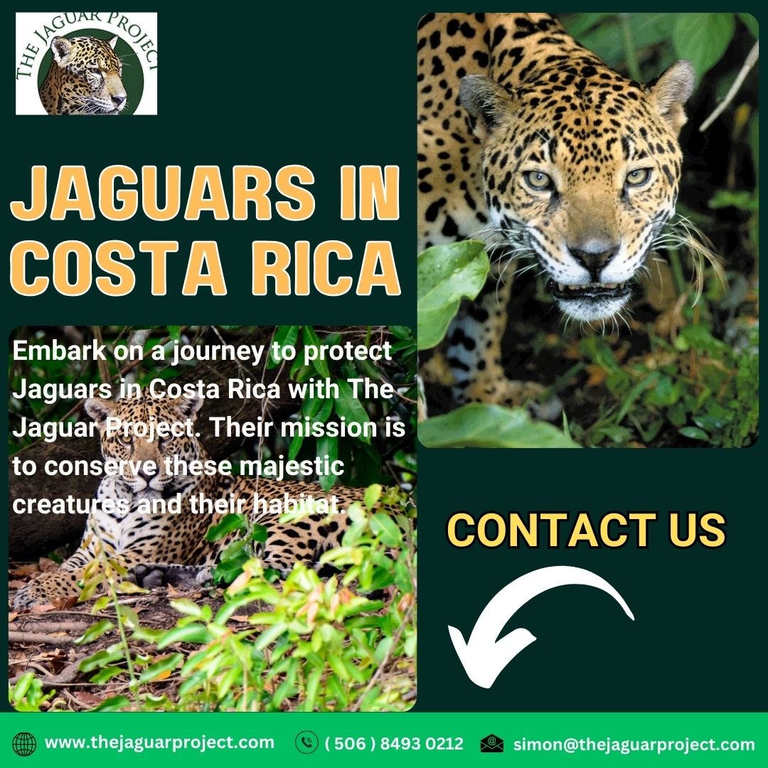 The Jaguar Project: Conservation Initiatives for Jaguars in Costa Rica ...