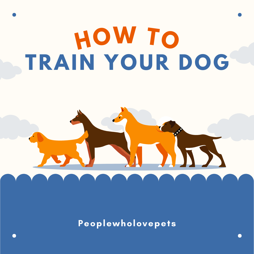 top-3-dog-training-programs-of-2022-by-howtotrainyourpet-medium