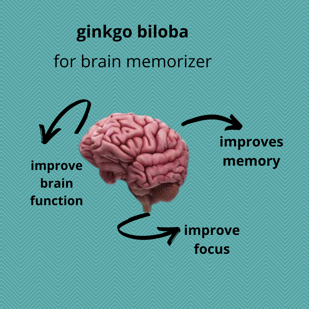 5 REASONS WHY ONE SHOULD TAKE GINKGO BILOBA by Astha Healthveda Medium