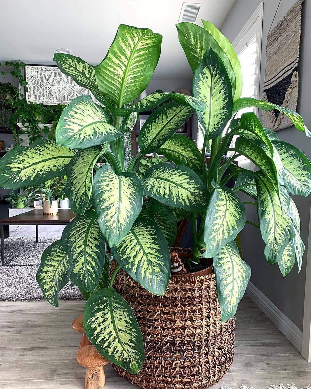 How Often Should I Water My Indoor Plants? by Plantlovers Medium
