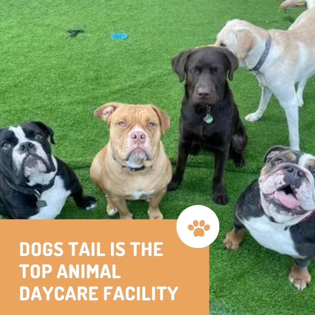 Dogs Tail Provides the Best Animal Daycare Facilities Dogs Tail Medium