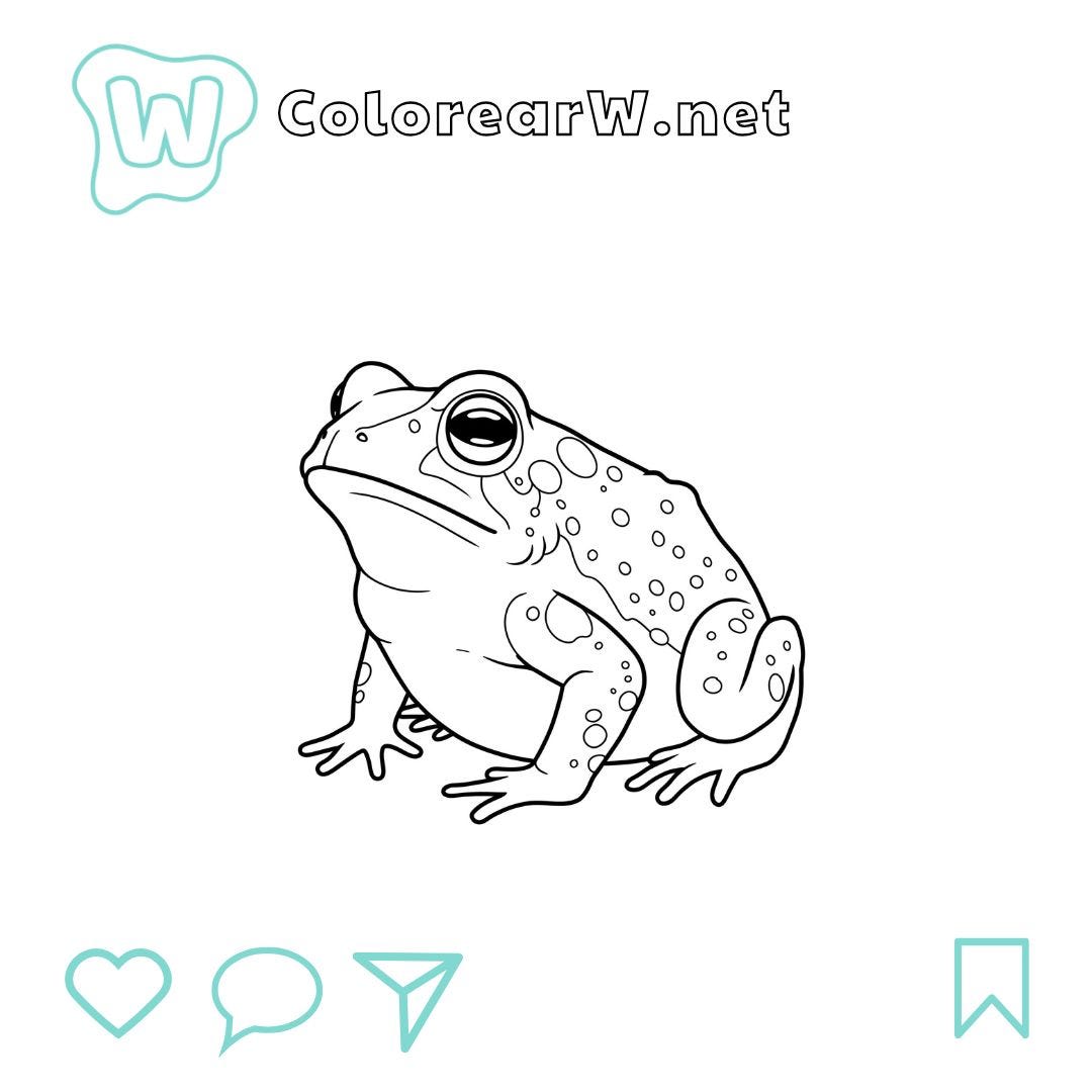 Sapo para colorear