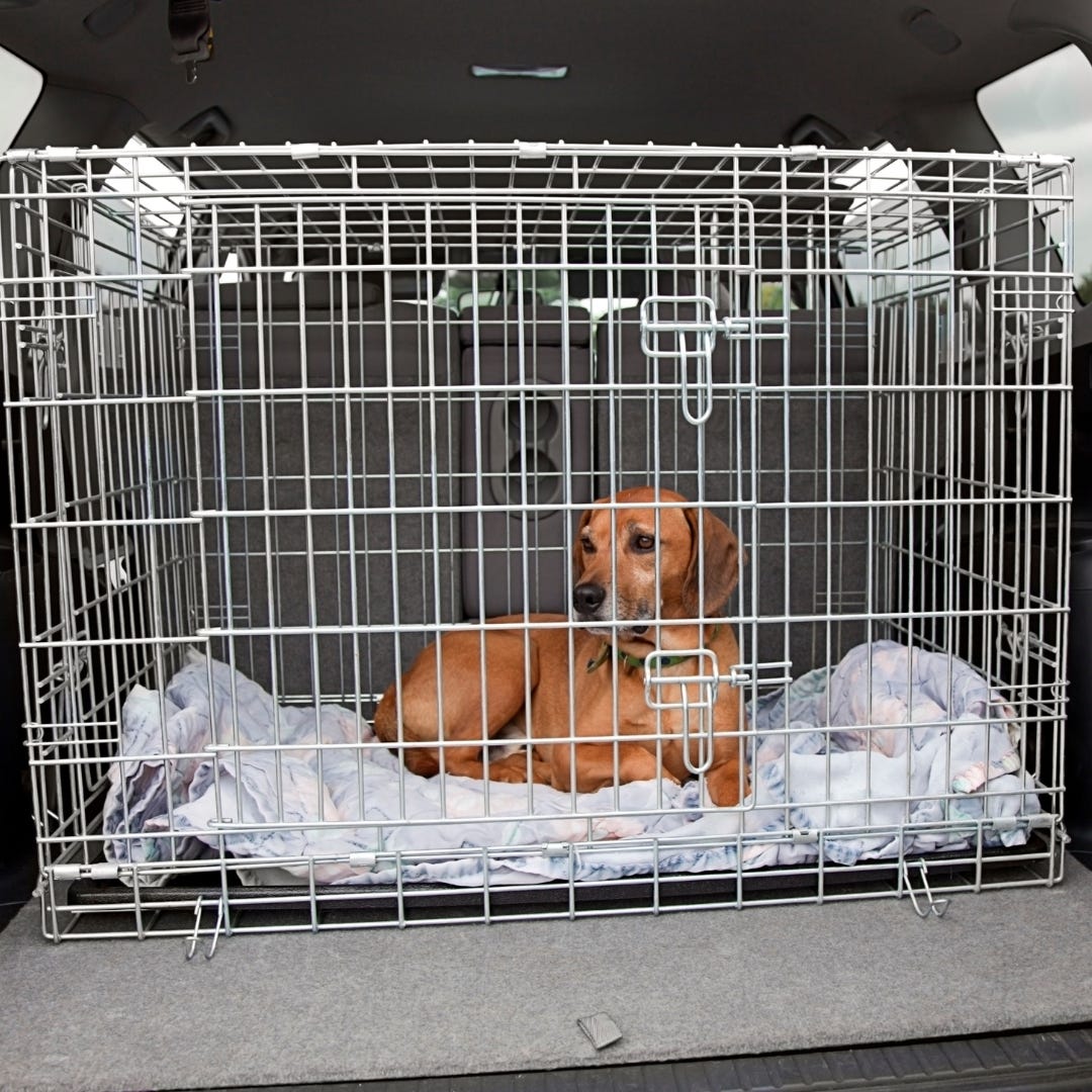 What Size Crate Does My Dog Need to Fly The Ultimate Guide by Pet