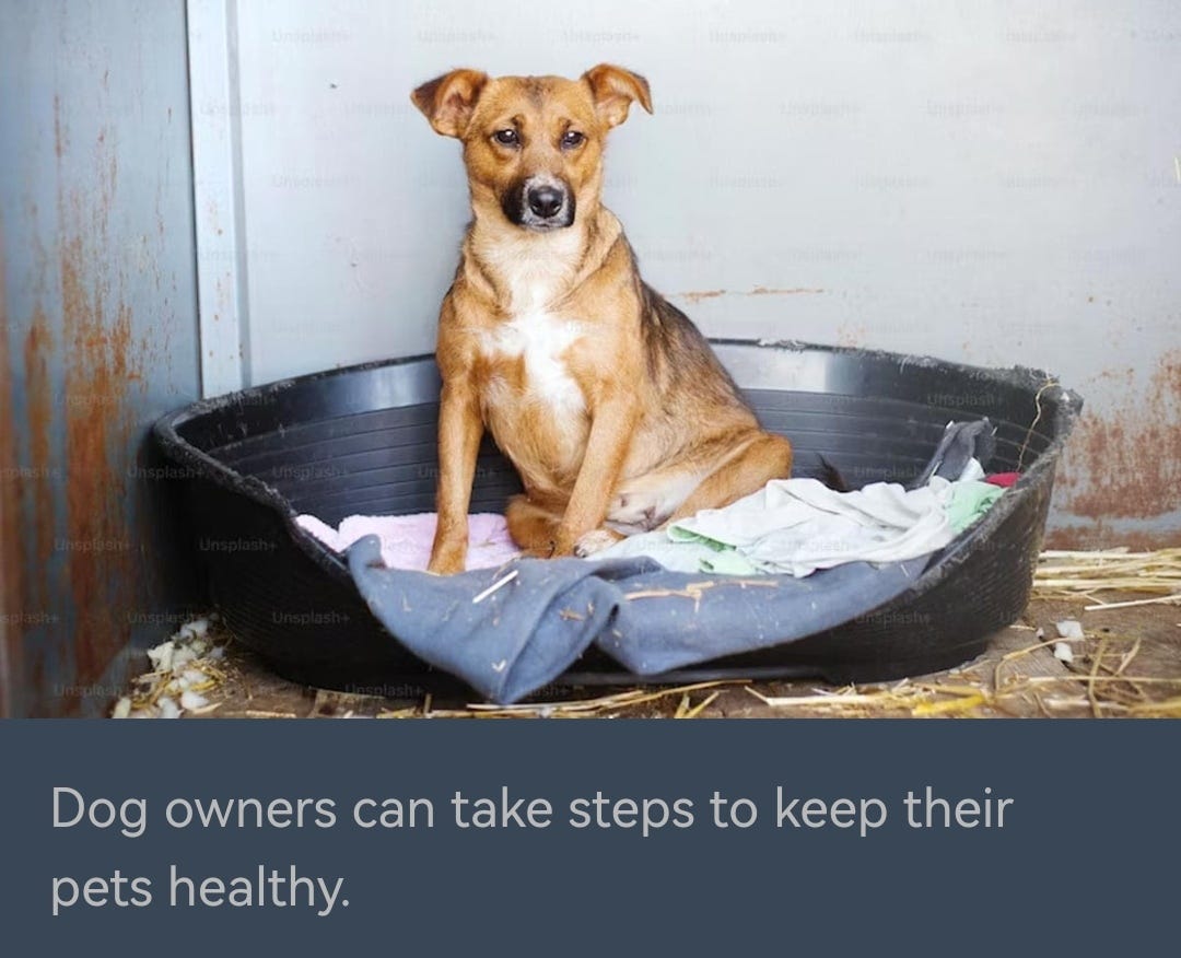 Mystery Dog Illness Spreading In US. Vets Say It