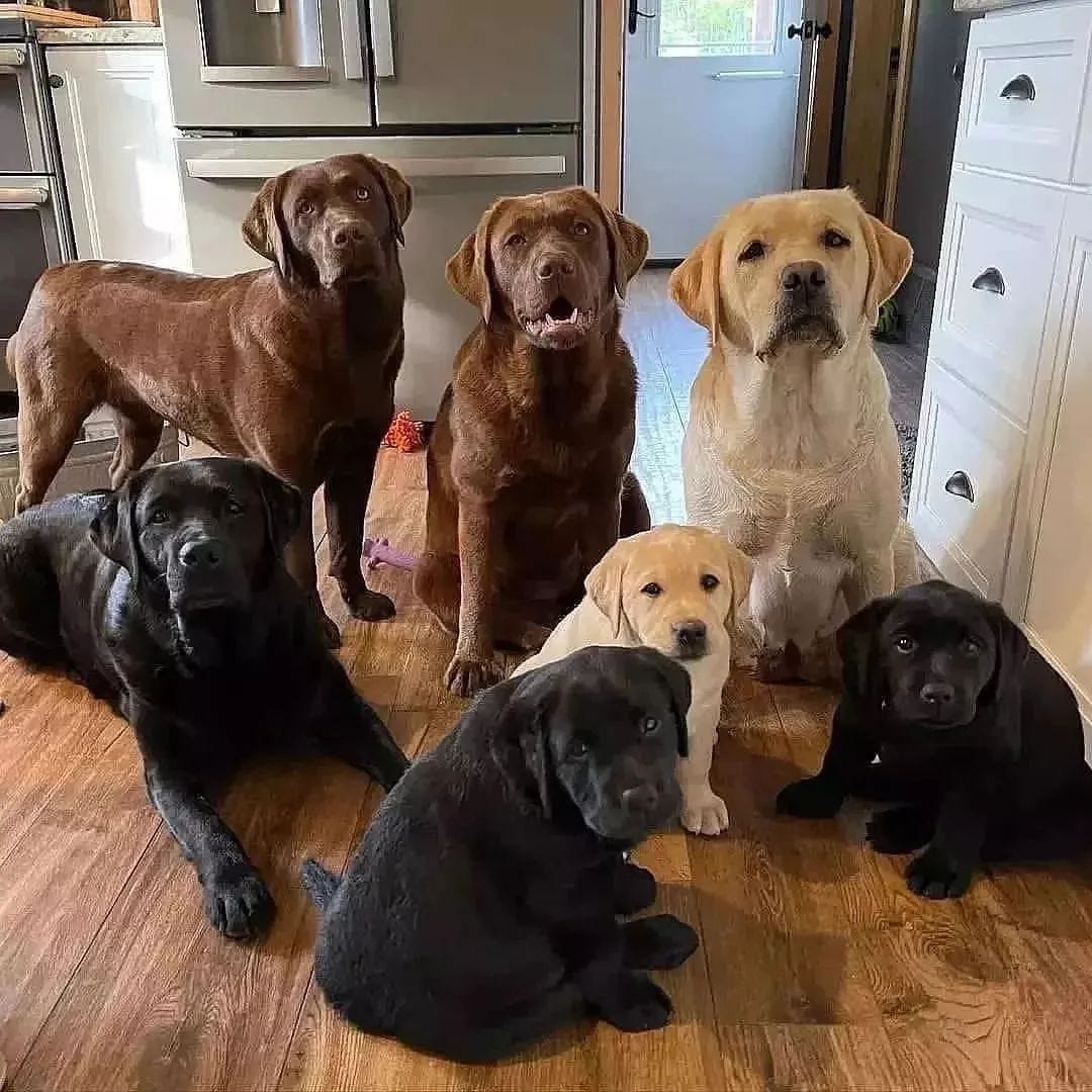 labrador retriever puppies for sale south australia Labrador Retriever Puppies for sale in