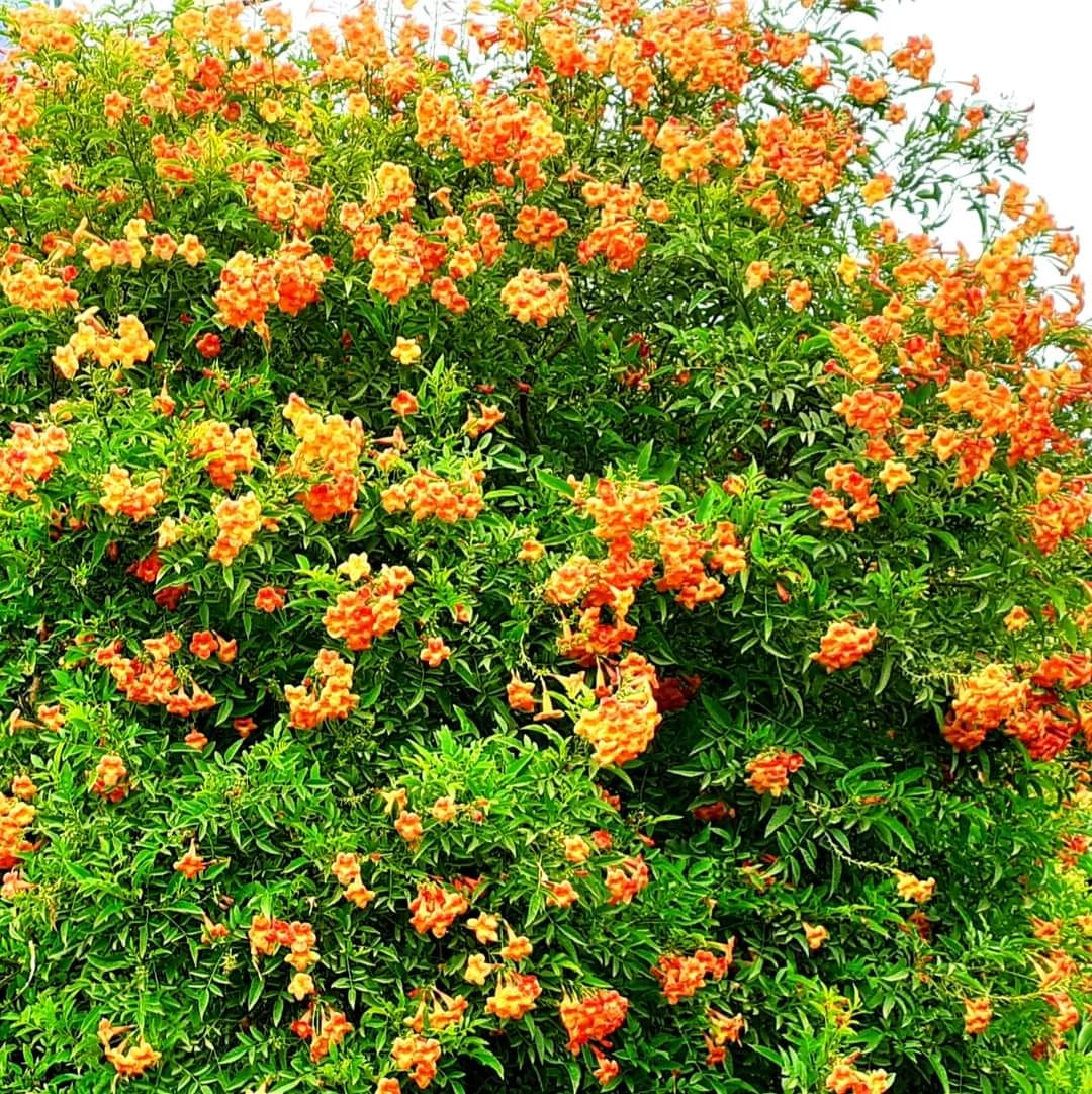 Why Do Plants Produce Flowers?. Have you ever thought about it ? by