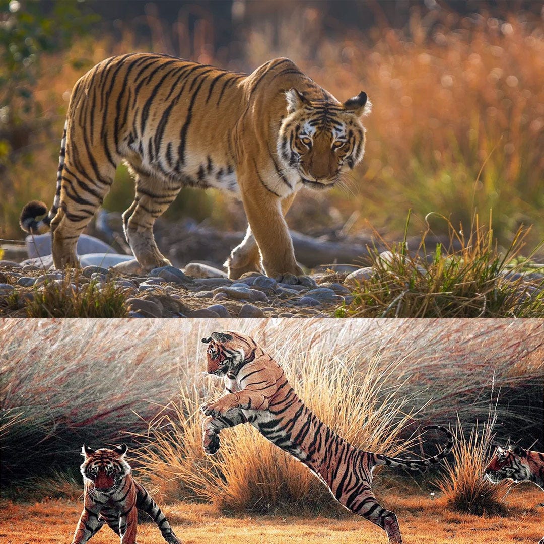 Corbett Tiger Reserve - Corbett Tiger Reserve - Medium