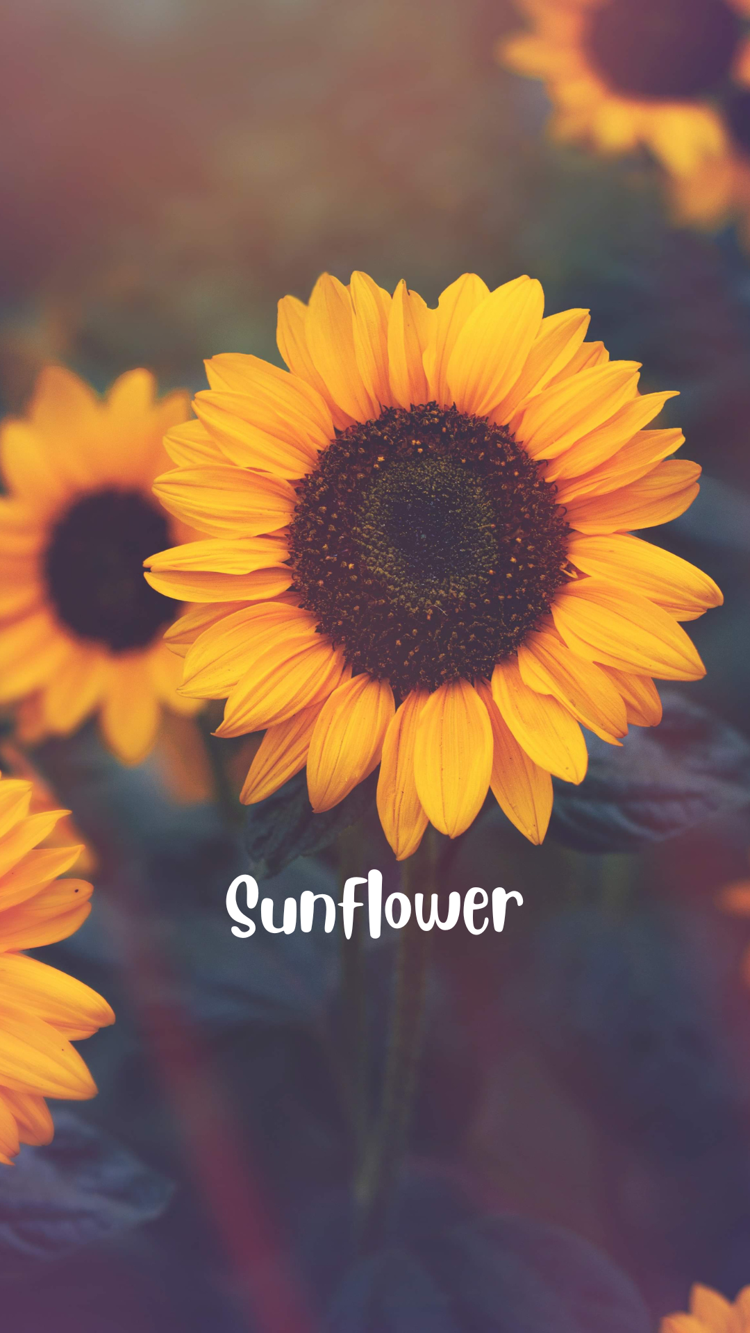 Love, the color of Sunflowers… - Lucy Adong - Medium