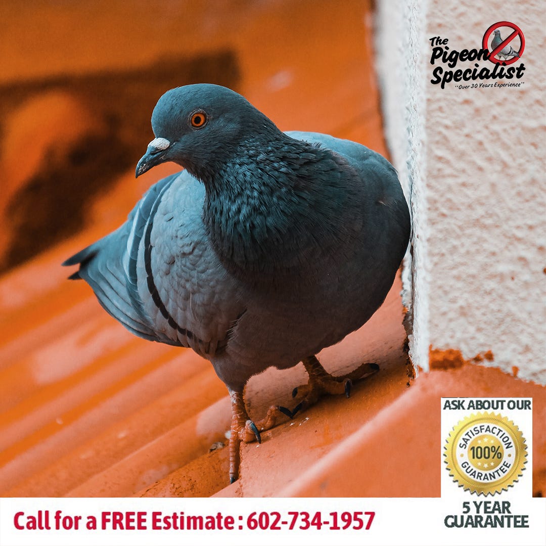 Pigeon Specialist. Pigeon Control Phoenix AZ by Pigeonspecialistphx