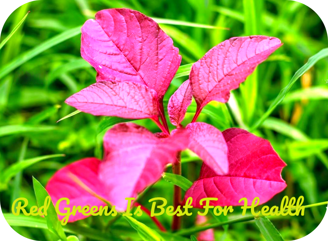 Health Benefits Of Organic Red Spinach. by MONOJIT DATTA Jun, 2023