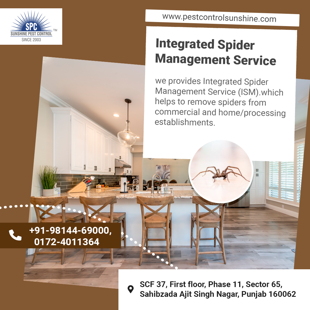Spider Management Service in Mohali — Sunshine Pest Control Sunshine