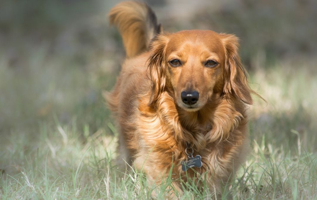 The Unfolding of a Long-Haired Dachshund: From Pup to Partner