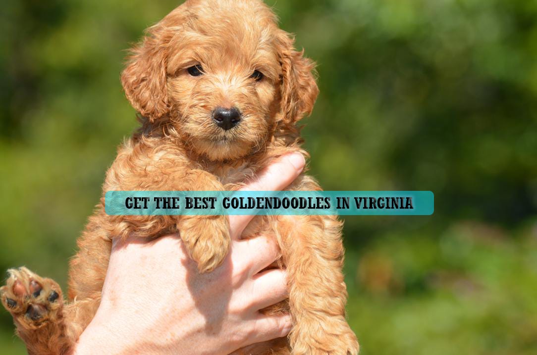 Get the best Goldendoodles in virginia for sale by Marcerhenery Medium