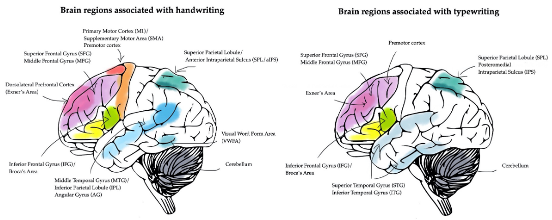 A comparison of brain activation for handwriting versus typing. Source: Marano et al. (2025).