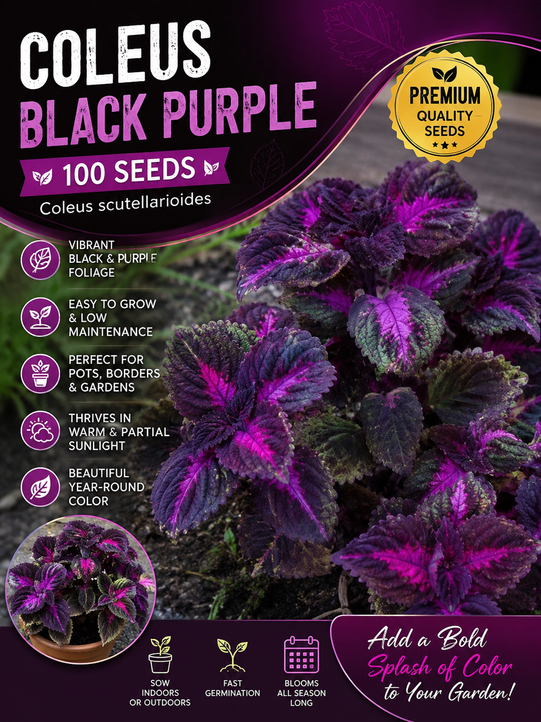 Black Purple Coleus Seeds — Des Feuilles Pourpres Élégantes pour un Jardin Exceptionnel