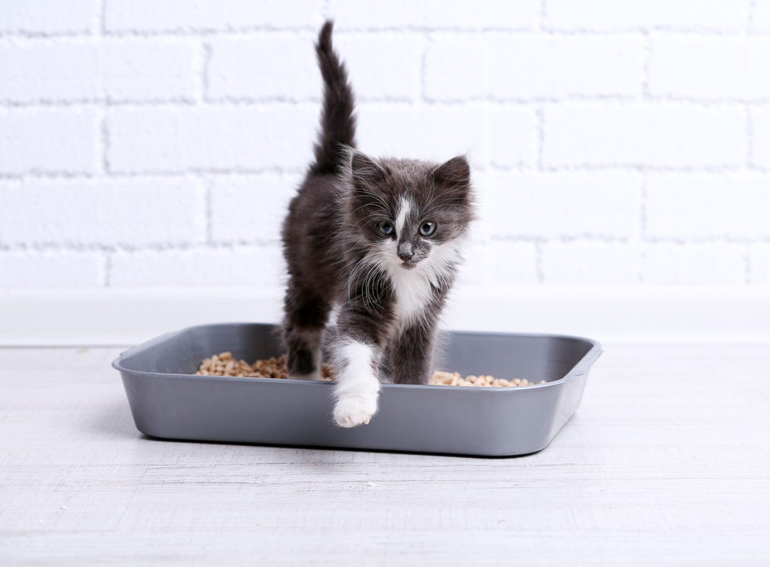 How Often Do Cats Pee: Unveiling Feline Bathroom Habits