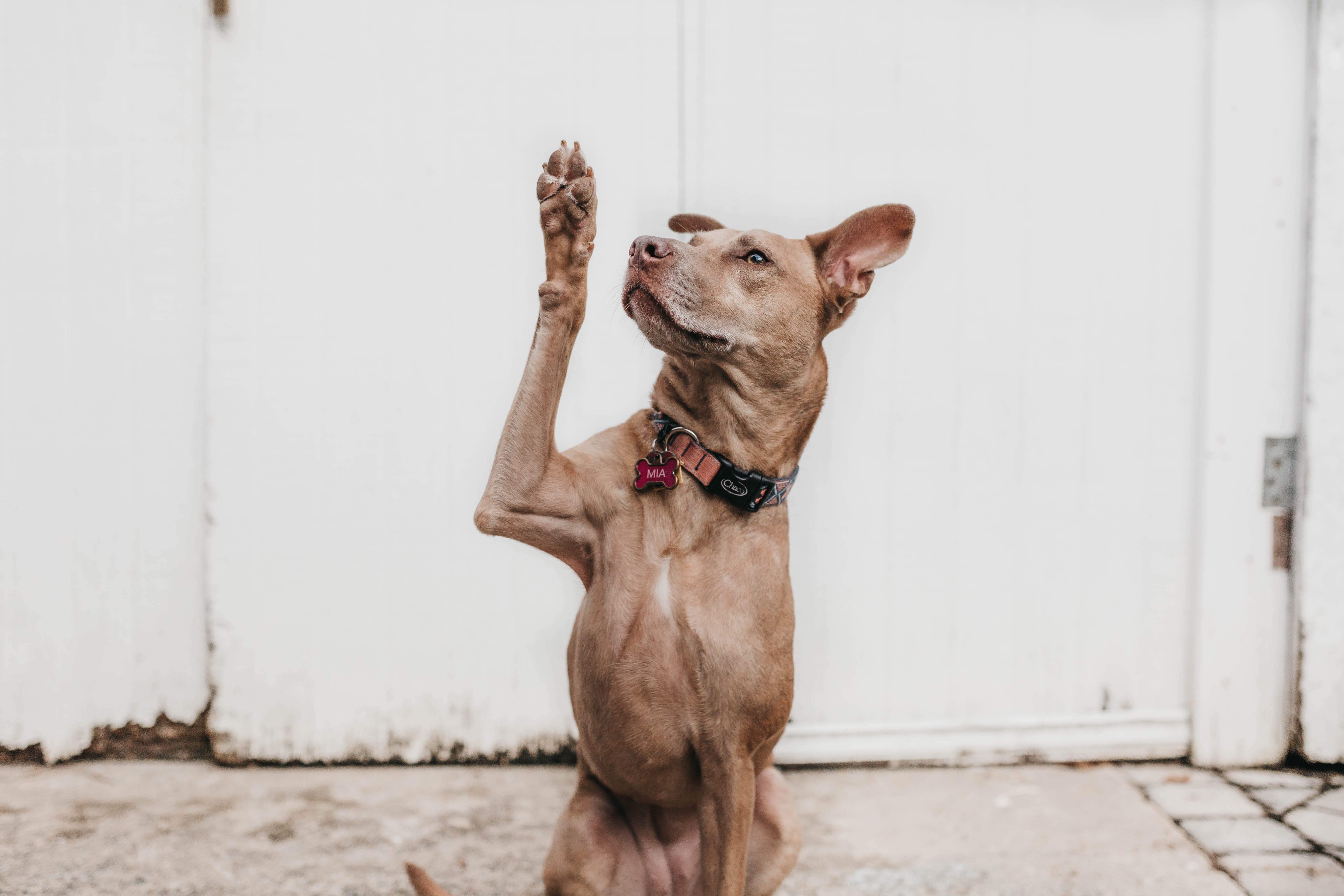 Dog Defiantly Standing on Hind Legs When Owner Says 'No' Delights