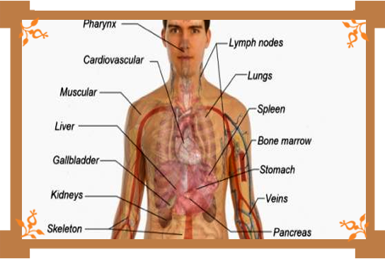 Parts Of The Human Body And Their Functions