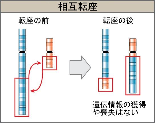 生物学 第2版 — 第13章 遺伝の現代的な理解 —. Japanese translation