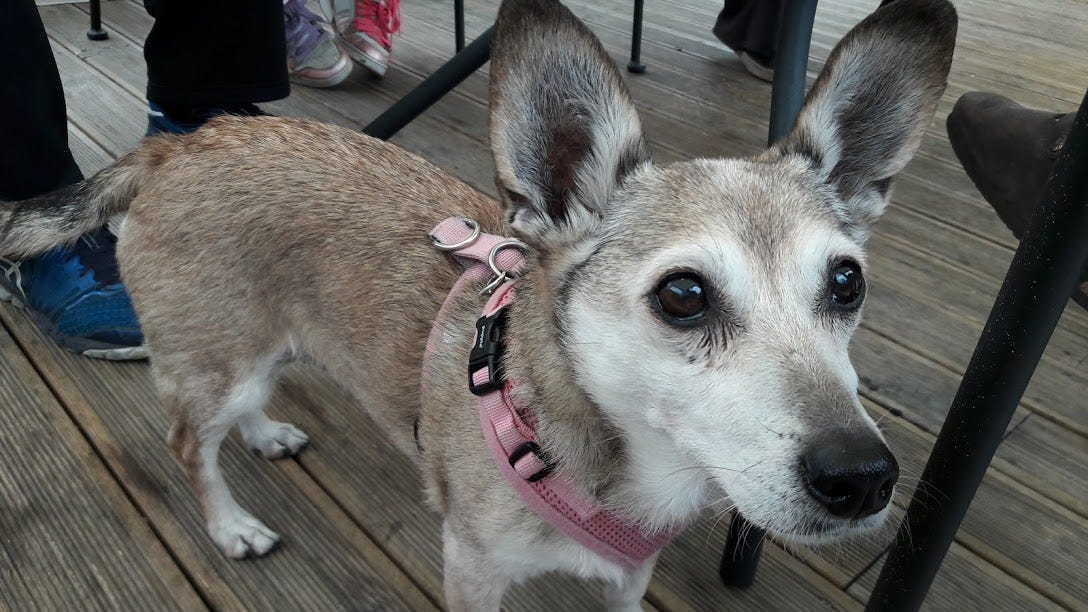 My Cremated Dog’s Ashes Came Alive by Norell Hōshin Leung P.S. I