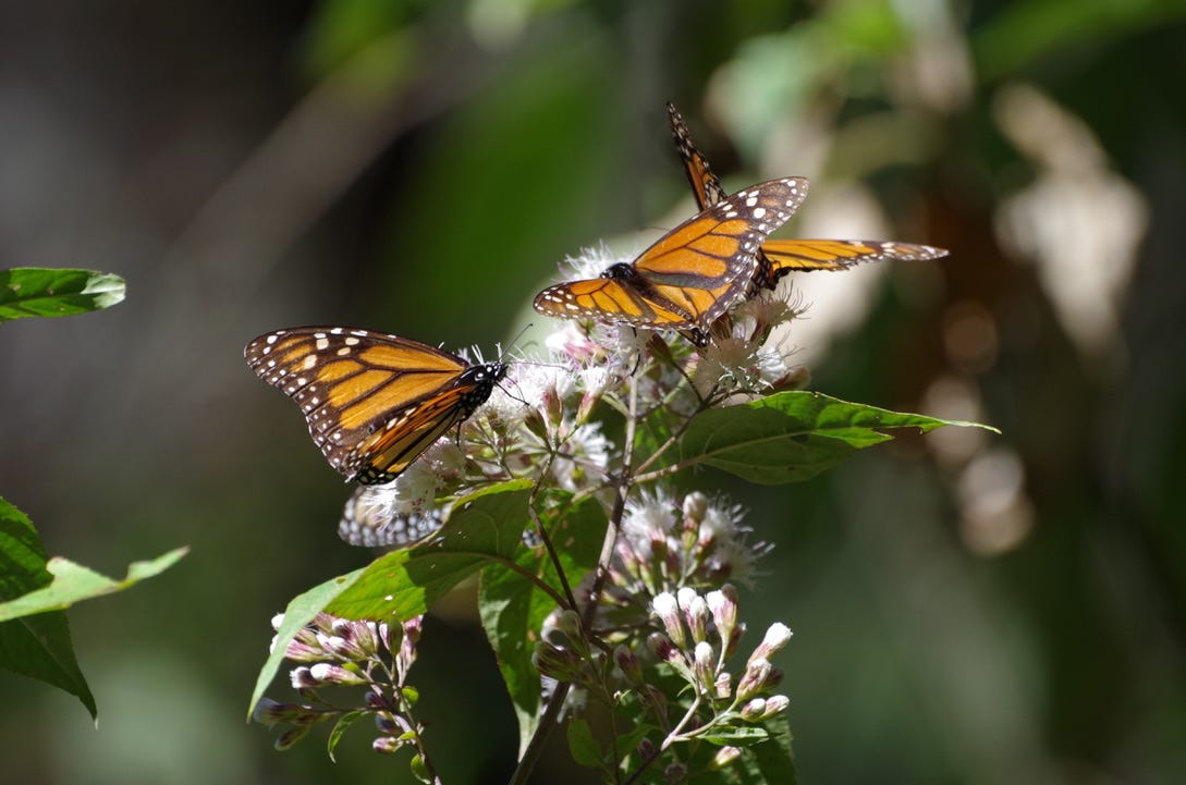 Why conserve butterflies? - Wildlife Preservation Canada