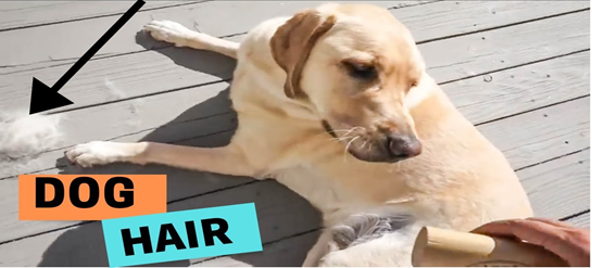 when do labradors moult