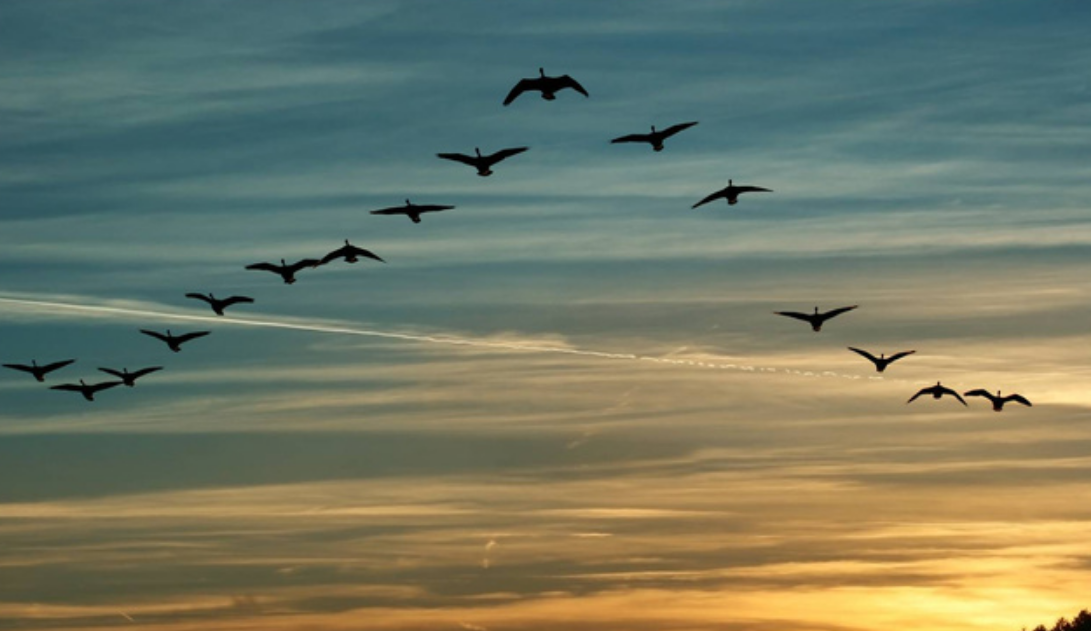 Building Infectious Disease Pandemic AgentBased Model using NetLogo