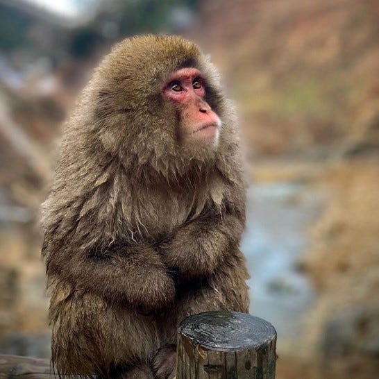 Experiencing the Hot Spring Spa Loving Snow Monkeys of Japan | by