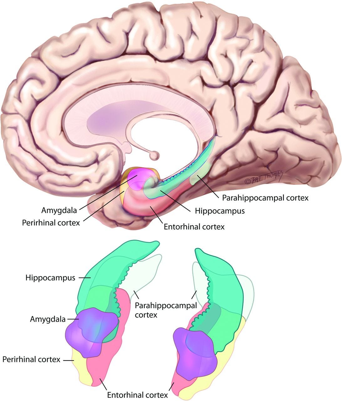 Structures of the medial temporal lobe. | Source: Purves D, Brannon E, Cabeza R, et al. Principles of Cognitive Neuroscience. Sunderland, MA: Sinauer Associates; 2008.