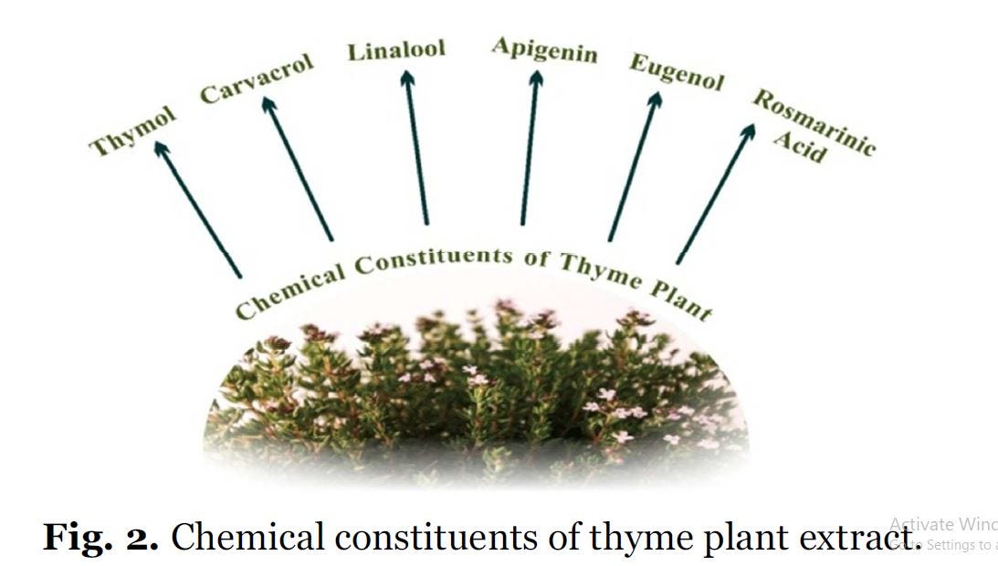 Thyme’s Health Effects Enhancing Human Lifestyle by Openaccess